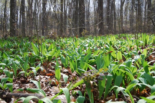Field of Dreams/Michael Godel