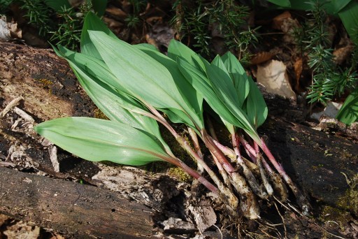 Harvested Ramps