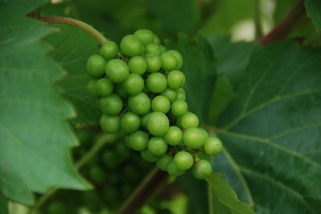 Vignoles 7-19-2008 3-24-05 PM