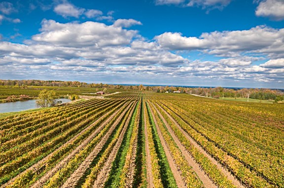 Flat Rock Vineyard, Twenty Mile Bench, Niagara PeninsulaPhoto: Brian Barton - Guelph, Ontario