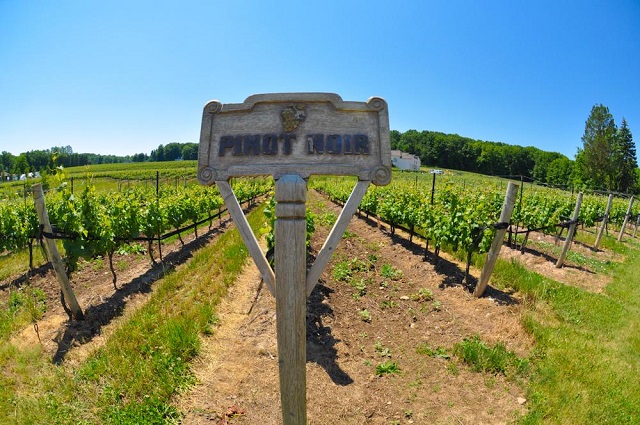 Pinot Noir from the Mountainview Road on the Beamsville Bench.  Photo: William Roman, http://www.rosewoodwine.com/