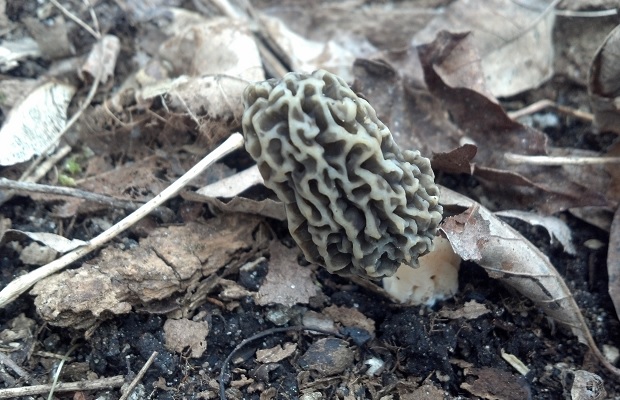 Leaning Morel