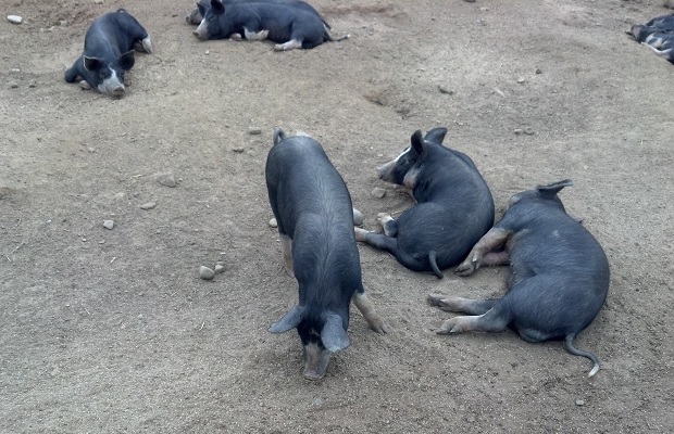 Pearl Morissette pigs