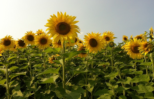 Innisfiil Sunflowers