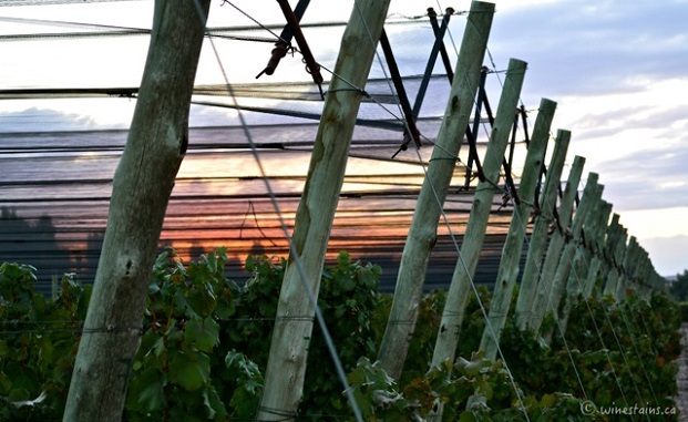 Harvest starts early - the Versado vineyard before sunrise Photo: (Elena Galey-Pride, www.winestains.ca) 