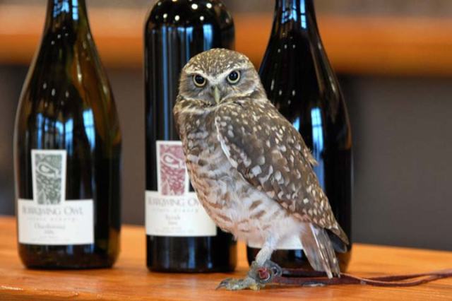 Dusty the Burrowing Owl Photo © http://www.bovwine.ca 