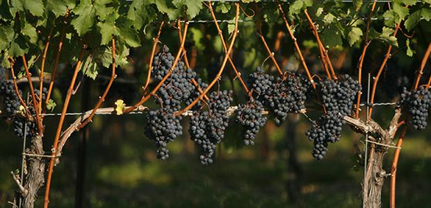 Two Sisters Grapevines Photo © http://www.twosistersvineyards.com/