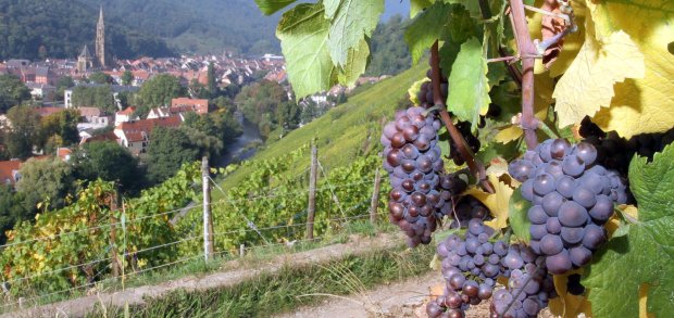 Quelques grappes du futur Pinot Gris Grand Cru Rangen Clos Saint-Théobald 2013 (c) https-::www.facebook.com:schoffit: