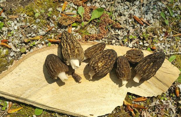 Innisfil Black Morels