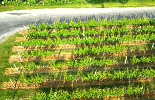 The vines of Trius Estates at Hillebrand