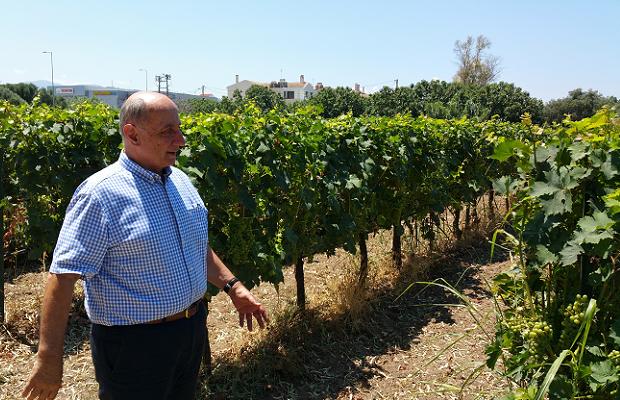 Antanassis Parparoussis and Moschato Vines, Domaine Parparoussis