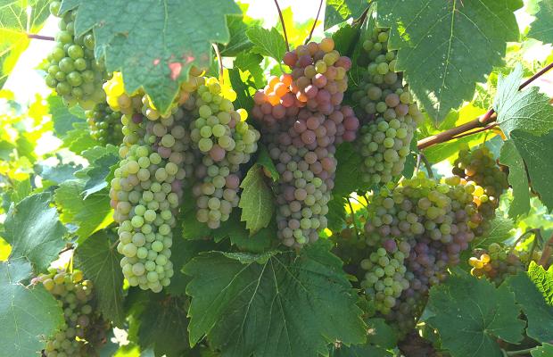 Black Corinth Grapes