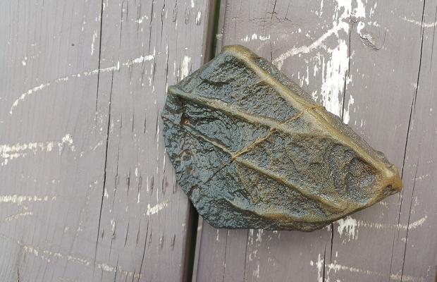 Fossil, Malpeque Bay, PEI