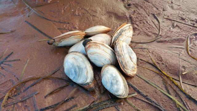 Longneck Clams, Malpeque Bay, PEI