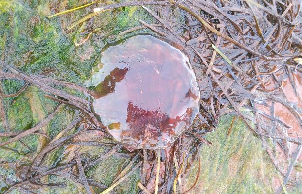 Malpeque Bay Jellyfish