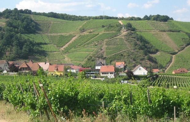 Niedermorschwihr and Sommerberg Grand Cru Vineyard, Alsace