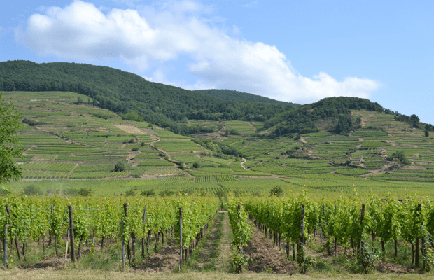 Schlossberg Grand Cru, (c) Cassidy Havens, http://teuwen.com/