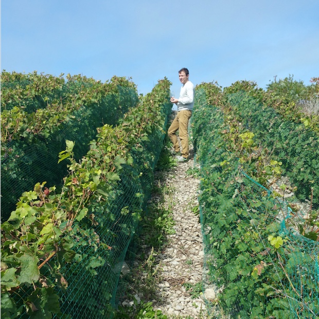 Bruno Francois in the Cabernet Franc