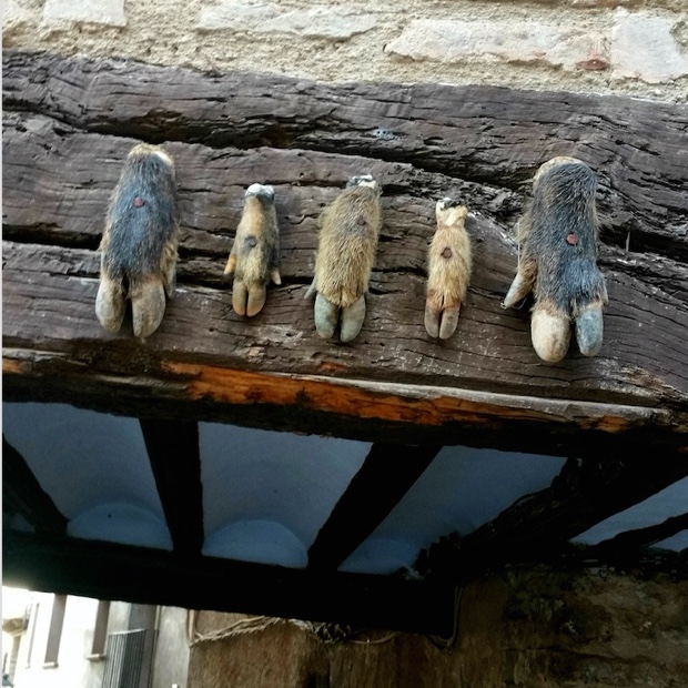 Good luck wild boar hooves of Alquezar