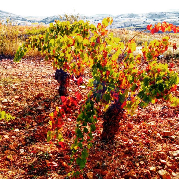 100 year-old #garnatxa vines @docalatayud #vinasviejas