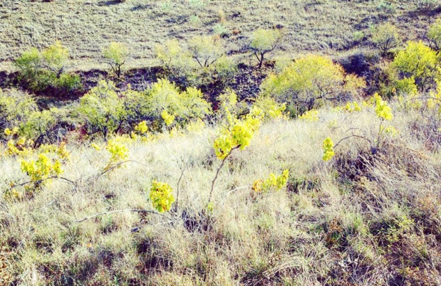 Abandoned vineyard in #calatayud where 100 year-old vines are farmed for one euro per vine