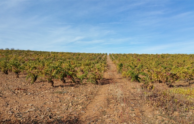 Garancha vines, Calatayud