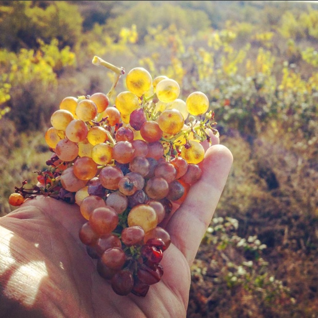 Hey...Macabeo #calatayud