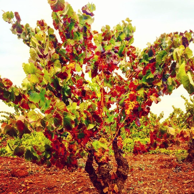 The autumn of old #Cariñena bush vines @DoCarinena #garnachaterroir