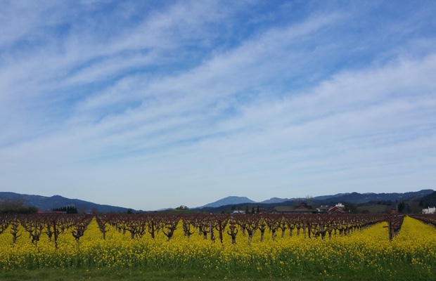 The mustard in Napa Valley
