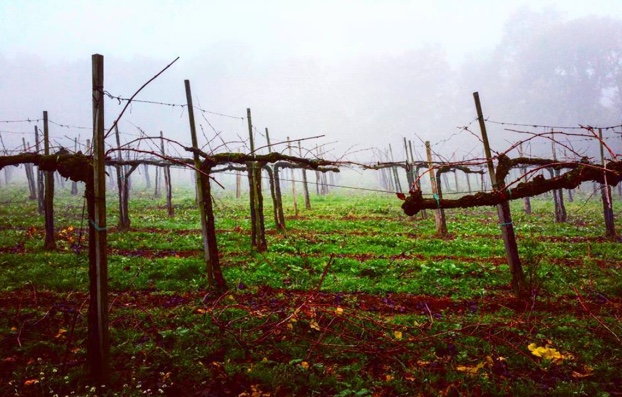 Foggy morning walk through November Chardonnay @bellavistavino #franciacorta #lalbereta