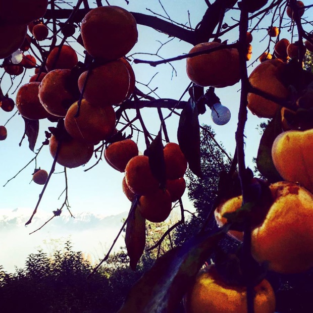 Persimmon and Dolomites. Must be #franciacorta #lalbereta #relaischateaux