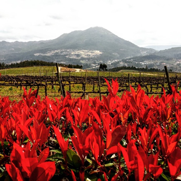 Colours of Quinta da Raza and Monte da Sr.ª da Graça #vinhoverde