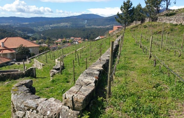 estate-vineyard-at-anselmo-mendes
