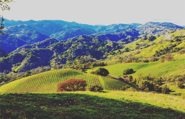 rockpile-ava-unparalleled-in-so-many-ways-mauritsonwinery-zinfandel-cabernetsauvignon-at-mauritson-rockpile-vineyard