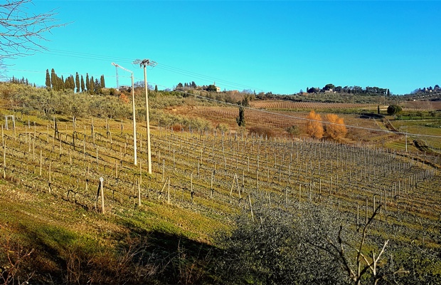 the-vineyard-at-il-molino-di-grace