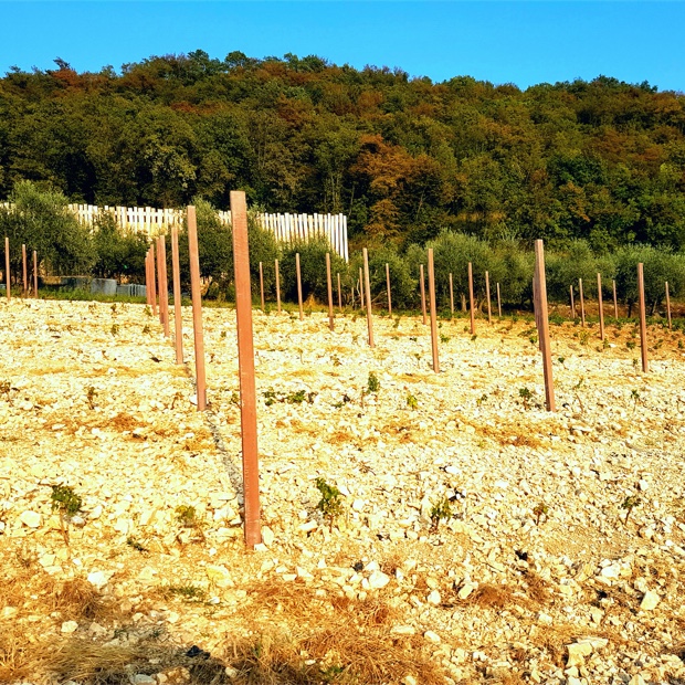 windswept-white-limestone-vineyard-at-massimago